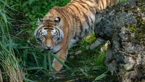 Der Zoo Zürich will mit moderner Großkatzen-Anlage den Jagdinstinkt wecken