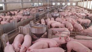 Peste suina, vincoli tolti in 77 comuni. Per altri 107 restrizioni meno severe