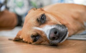 Hundehalter in Neukölln schlagen Alarm: „Hunde mit Heroin vergiftet!“