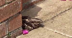 Where to see rare and 'almost mythical' bird in Norfolk