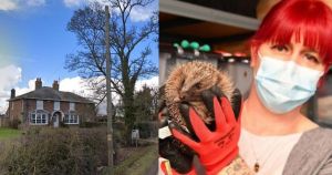 Hedgehog hospital rocked by founder's resignation finds new home