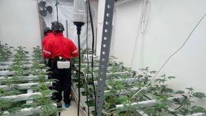 U stanovima na Zvezdari otkrivene dve laboratorije za proizvodnju marihuane, uhapšena jedna osoba