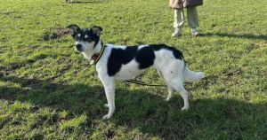 Pippa hoping for third time lucky after two previous adoptions
