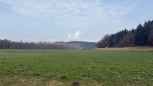 Umstrittene Idee: Werden im Weitenried künftig Rohrkolben statt Grünfutter angebaut?