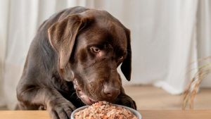 El sector de las mascotas factura 5.770 millones de euros en España, entre alimentación, veterinarios, guarderías, peluquerías y turismo 'pet-friendly'