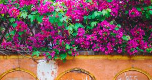 Turn Your Balcony Or Garden Into a Bougainville Paradise This Summer