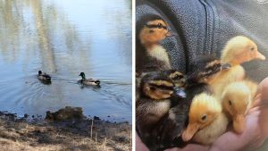 E’ allarme anatroccoli: “Minacciati dal freddo e dai predatori nei parchi”