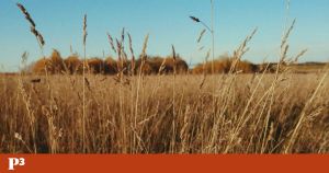 Quando a dicotomia cidade-campo é combustível para a extrema-direita