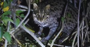 In Rajaji’s Wetlands, a Father-Son Duo Captured a Rare Fishing Cat on Camera