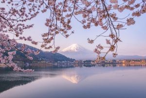Amma yenə də Sakuralar çiçək açır...