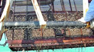 Rivoluzione nel piatto: perché ad aprile non troviamo più vongole e telline