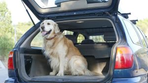 Mascotas antes que wifi o piscina: el filtro 'se admiten animales' es el tercero más usado por los usuarios de Booking.com