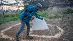 Las empresas de captura de jabalíes reclaman participar en el operativo de Collserola: 