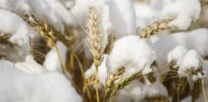 Understanding how plants pause and restart growth can help develop climate‑resilient crops