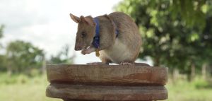 Schnüffler des Tages: Minenratte Magawa