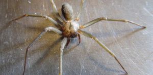 How does spider venom damage human cells? Researchers uncover the killer mechanism of recluse spider toxin