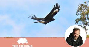 The currawong has an important message