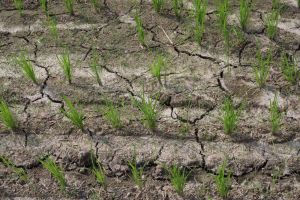 Climat : pourquoi les sécheresses extrêmes ravageront la moitié de la planète