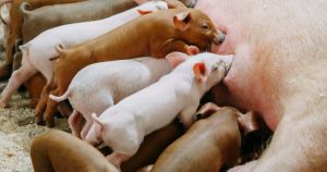 Quand l’abondance fait sens, par Luc Le Vaillant