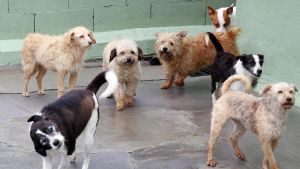 L’auge dels animals de companyia