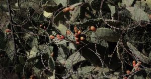 The Fire in the West Bank Is Burning Hotter, Out of Sight