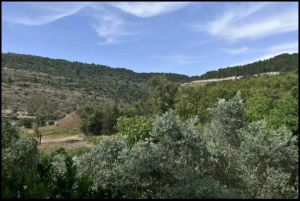 Tzvika from Shlomi: A tale of pizza and perseverance