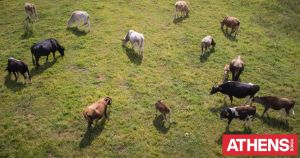 Από τα βοσκοτόπια στη χρεοκοπία