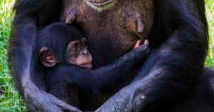 Reimagining Animal Sentience: A Novel View of Animal Minds