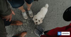 Cholito en familia: brechas y desafíos en la tenencia responsable de mascotas