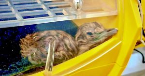 In Gujarat’s Kutch, a Rare Wild Hatch Brings Back the Endangered Great Indian Bustard