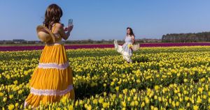 5 picturesque spots to see tulips bloom in Norfolk this spring
