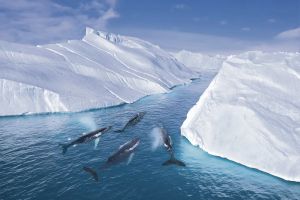 Protection des écosystèmes marins, surpêche… La première COP océans prendra le large en janvier 2027