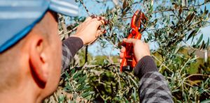 Los olivares guardan el secreto para fabricar envases biodegradables activos que mantienen frescos los alimentos