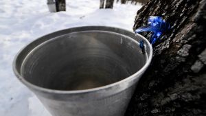 Oser profaner notre sirop d’érable