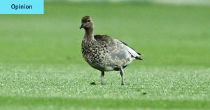 Baby Grange on tap and security for ducks: How Gather Round began, and what it has to do next