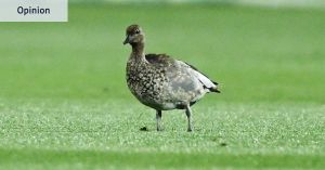 Baby Grange on tap and security for ducks: How Gather Round began, and what it has to do next