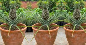 A Simple Guide to Growing Pineapple at Home in a Pot