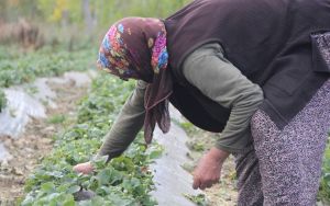 Tarımdan kopan istihdam bize ne anlatıyor?