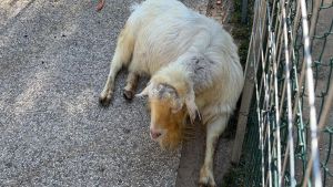 Salvò le caprette dai lupi, fila per i selfie col caprone-eroe Ciro