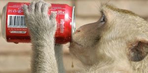 City animals act in the same brazen ways around the world