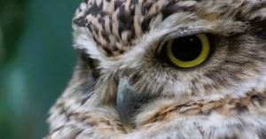 What’s the Difference Between Wisdom and Critical Thinking?