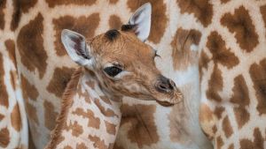 Giraffenbaby Xahara erblickt im Zoo das Licht der Welt