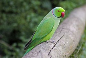 Minnesota Nice Interviews Herman the Parakeet