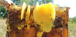 La contamination chimique des cires d’abeille, un problème sanitaire qui passe sous les radars