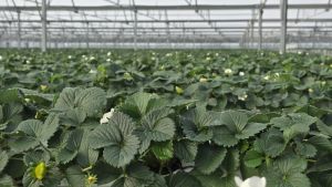 Enflasyonla mücadeleye Trakya’dan sera yatırımıyla destek