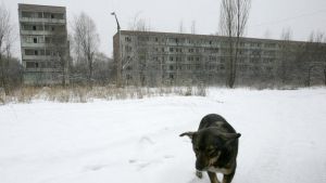 Los perros de Ucrania