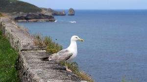 Llanes declara la guerra a la gaviota patiamarilla: se han registrado incluso ataques a humanos