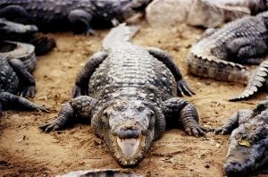 Des serpents et des crocodiles déployés aux frontières : la dernière « innovation » de l’Inde pour décourager l’immigration illégale