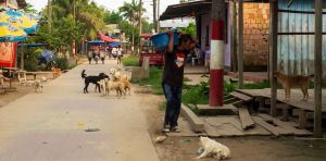 La amenaza que representan el extractivismo y las mascotas para la Amazonía y la salud global