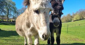 Joy for Norwich's loneliest donkey as Gary finally finds his forever friend